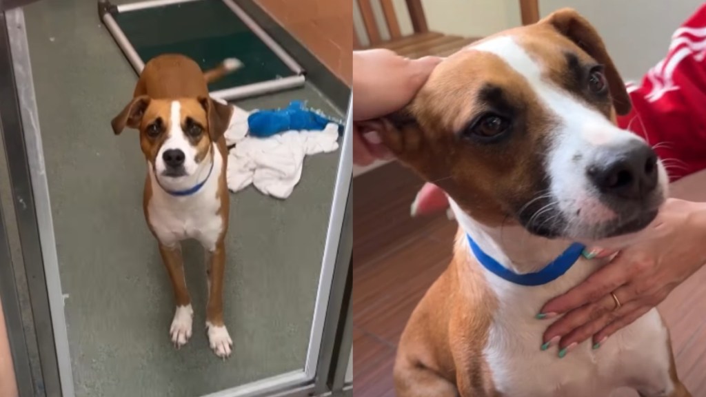 Shelter Dog Returned for Being Too ‘Energetic & Affectionate’ Desperately Waits for His Rightful Home