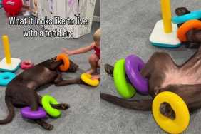 Dog Is ‘Fully Committed’ To Living the Toddler Life & Their Playtime Is Proof Enough