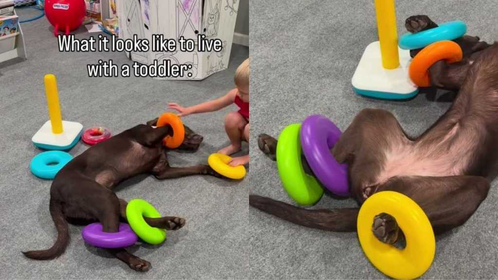 Dog Is ‘Fully Committed’ To Living the Toddler Life & Their Playtime Is Proof Enough