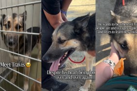 Oldest Shelter Dog Was Dumped in Extreme Heat & Then His World Fell Apart Again