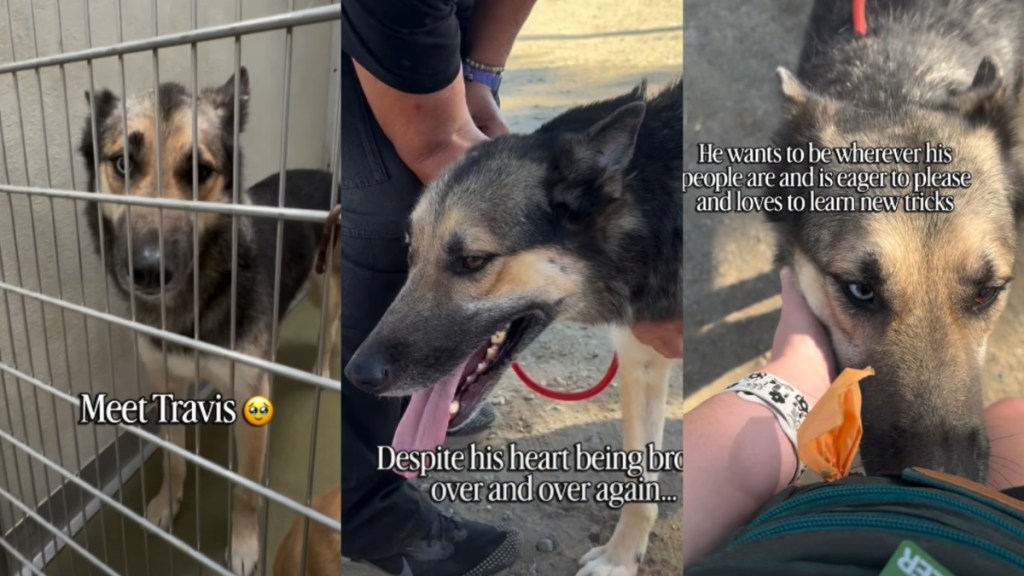 Oldest Shelter Dog Was Dumped in Extreme Heat & Then His World Fell Apart Again
