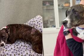 Tripod Shelter Dog Waited for a Second Chance & a Community Made Sure She Got One