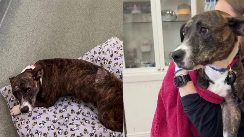 Tripod Shelter Dog Waited for a Second Chance & a Community Made Sure She Got One