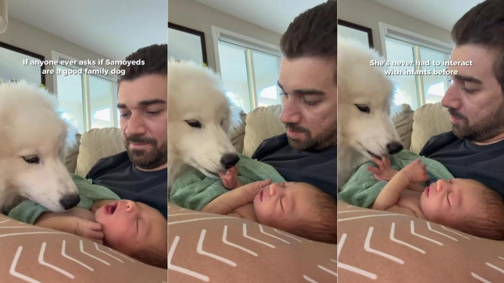 Human Is Left Emotional After Dog Finally Accepts Newborn Baby Into the Pack