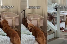 Golden Retrievers Understand Their Duty to the Tiny Baby & Do This the Second Mom Walks Away
