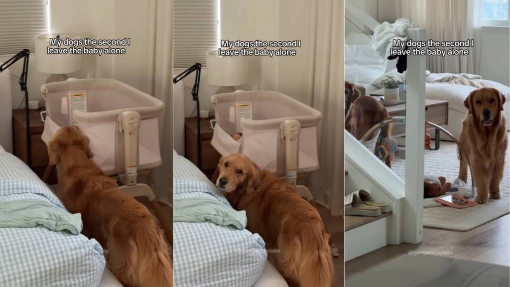 Golden Retrievers Understand Their Duty to the Tiny Baby & Do This the Second Mom Walks Away