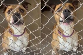 Shelter Dog Can’t Wait To See Human Again, but There’s a Heartbreaking Reason