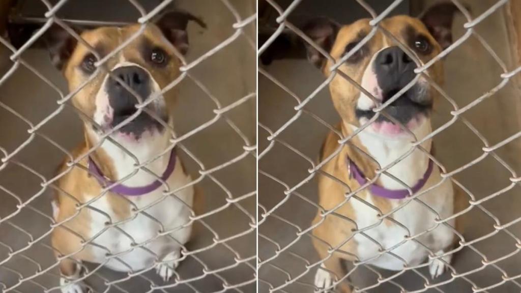 Shelter Dog Can’t Wait To See Human Again, but There’s a Heartbreaking Reason