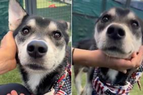Human Sees Shelter Dog ‘Worse for the Wear’ & Her Maternal Instincts Take Over