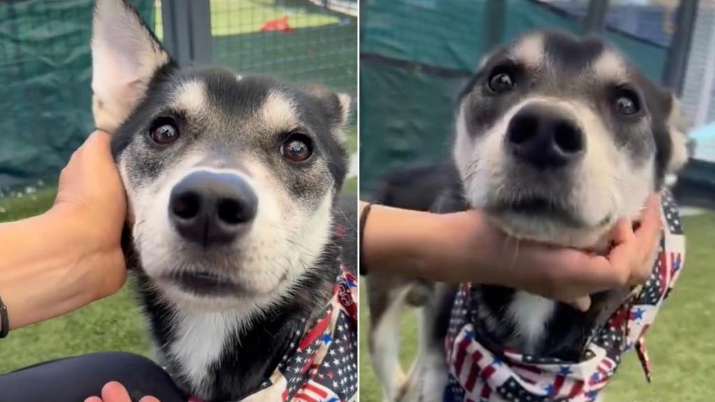 Human Sees Shelter Dog ‘Worse for the Wear’ & Her Maternal Instincts Take Over