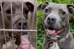 Shelter Dog Doesn’t Want To Become a Forgotten Face, Turns His Silence Into a Heartbreaking Plea