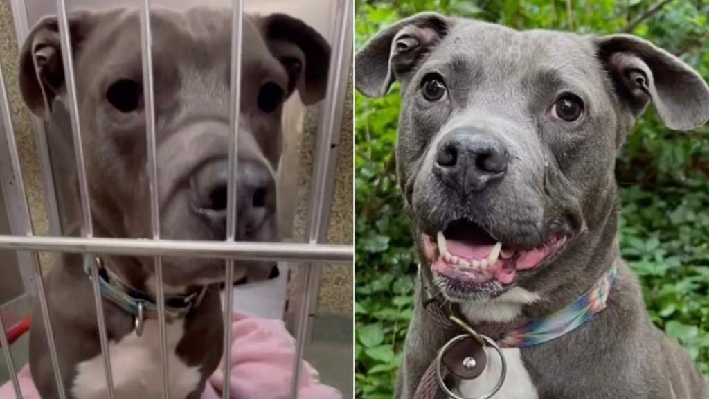 Shelter Dog Doesn’t Want To Become a Forgotten Face, Turns His Silence Into a Heartbreaking Plea