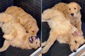 Golden Retriever Siblings Pick the Worst Possible Spot for Playtime