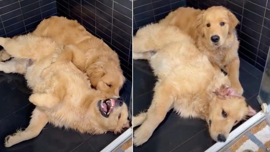 Golden Retriever Siblings Pick the Worst Possible Spot for Playtime