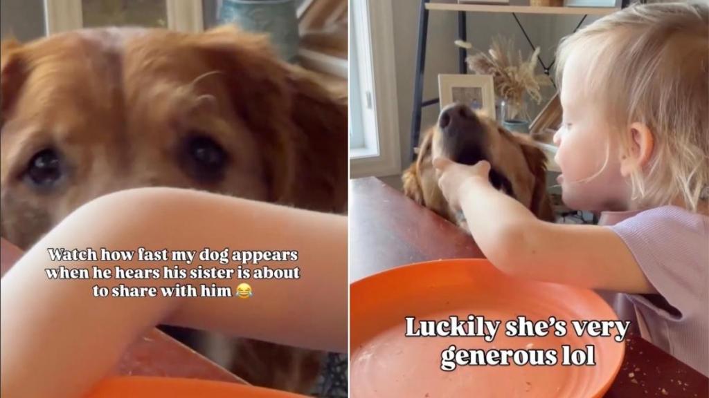 Toddler Saves a Bite of Food for Golden Retriever Who Knows When To Come Looking at the Table