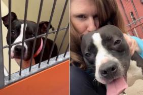 Shelter Dog Says a Heartbreaking Goodbye to Her Human Friend, but It’s for the Best Reason