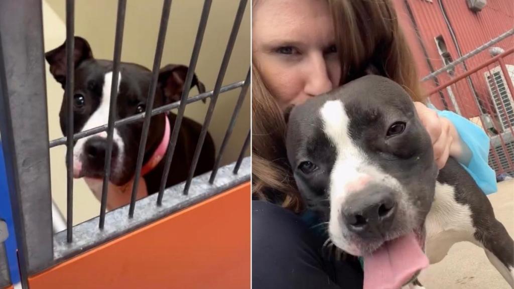 Shelter Dog Says a Heartbreaking Goodbye to Her Human Friend, but It’s for the Best Reason