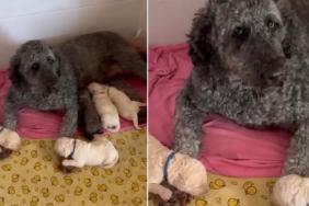 Mama Dog’s Two Little Babies Fall Asleep on Her Paws, Making It Impossible for Her to Do This