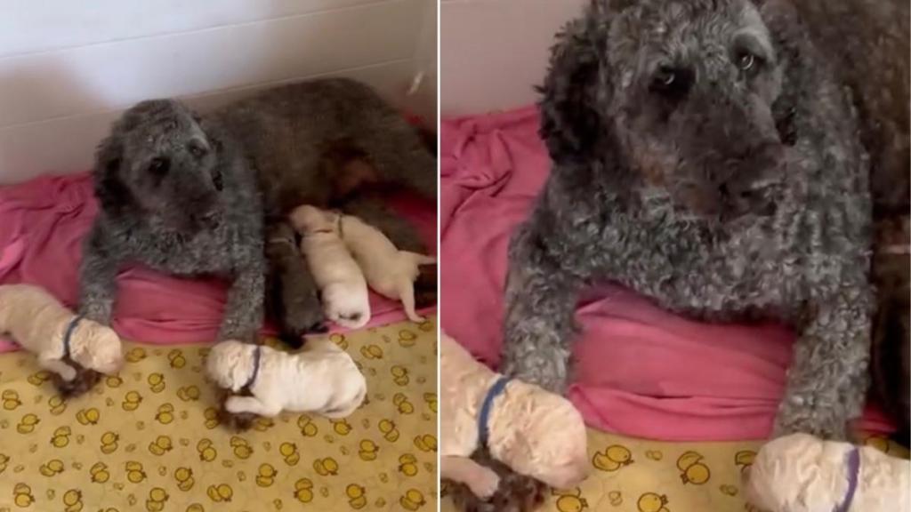 Mama Dog’s Two Little Babies Fall Asleep on Her Paws, Making It Impossible for Her to Do This