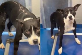 Shelter Dog Carries Lifelong Scars, but Still Holds on To Hope of Finding the Right Home
