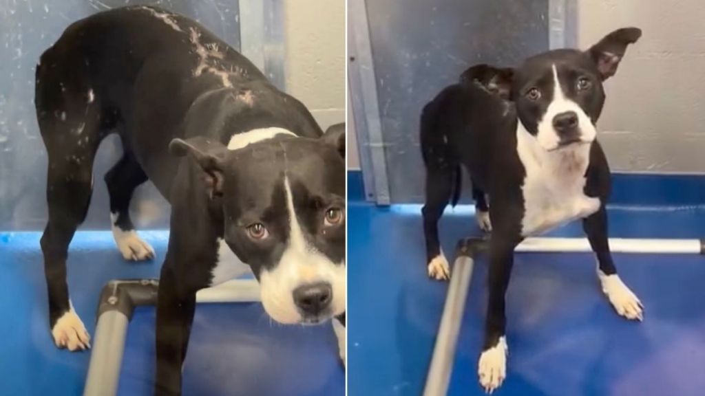 Shelter Dog Carries Lifelong Scars, but Still Holds on To Hope of Finding the Right Home