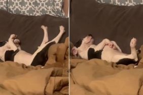 Tiny Rescue Puppy Stretches Out on Massive Couch, Finally Knowing He’s Safe in His Foster Home