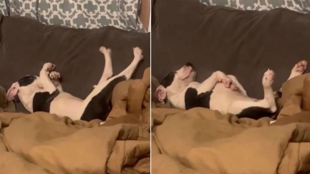 Tiny Rescue Puppy Stretches Out on Massive Couch, Finally Knowing He’s Safe in His Foster Home