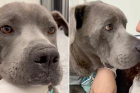 Shelter Dog Tries To Leave Every Time Someone Opens the Door for a Heartbreaking Reason
