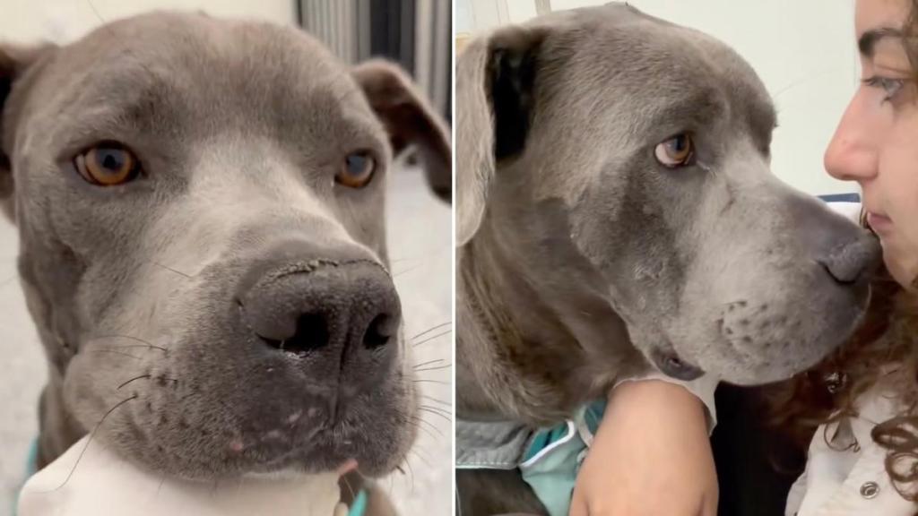 Shelter Dog Tries To Leave Every Time Someone Opens the Door for a Heartbreaking Reason
