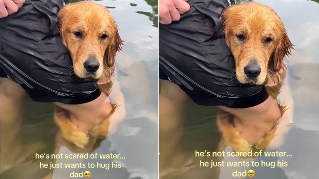 Golden Retriever Clings to Dad While Swimming in the Lake but It’s Not for This Expected Reason