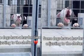Shelter Dog Sees Human Outside His Kennel & Does the One Thing He Hopes Will Get Him Noticed