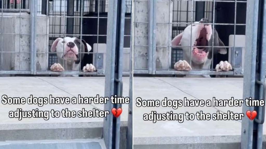 Shelter Dog Sees Human Outside His Kennel & Does the One Thing He Hopes Will Get Him Noticed