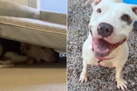 Shelter Dog Hides Under His Bed From Humans, Until He Gets a Taste of Life Outside the Kennel