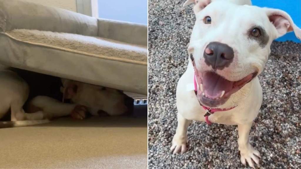 Shelter Dog Hides Under His Bed From Humans, Until He Gets a Taste of Life Outside the Kennel