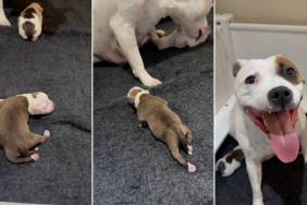 Mama Dog’s Tiny Baby Makes an Escape, but Quickly Returns to Her Embrace & Tries To Hide