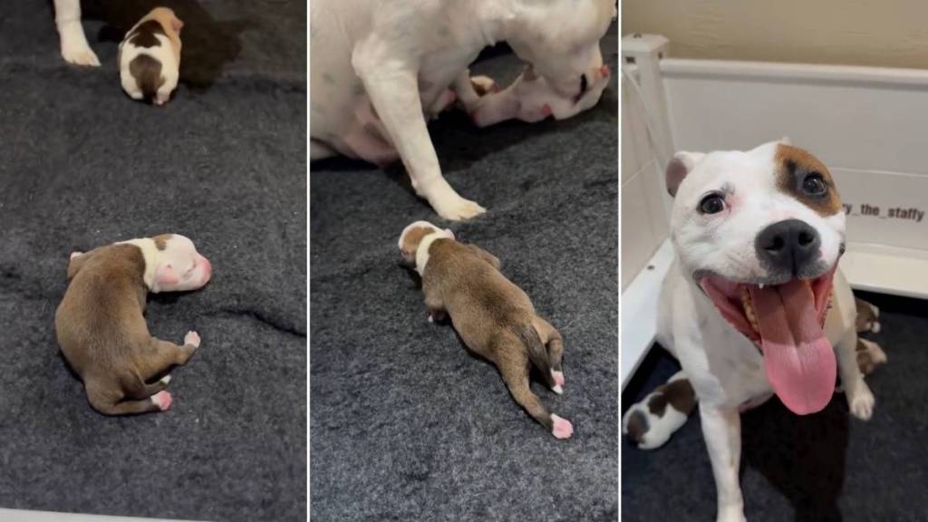 Mama Dog’s Tiny Baby Makes an Escape, but Quickly Returns to Her Embrace & Tries To Hide