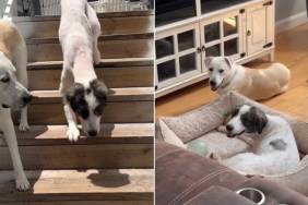 ‘Neglected’ Rescue Dogs Find Comfort in Each Other Because Everybody Needs a Good Friend