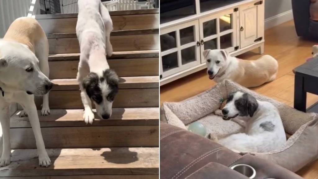‘Neglected’ Rescue Dogs Find Comfort in Each Other Because Everybody Needs a Good Friend