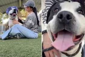Surrendered Shelter Dog Briefly Finds Happiness, Unaware That His Clock Is Ticking