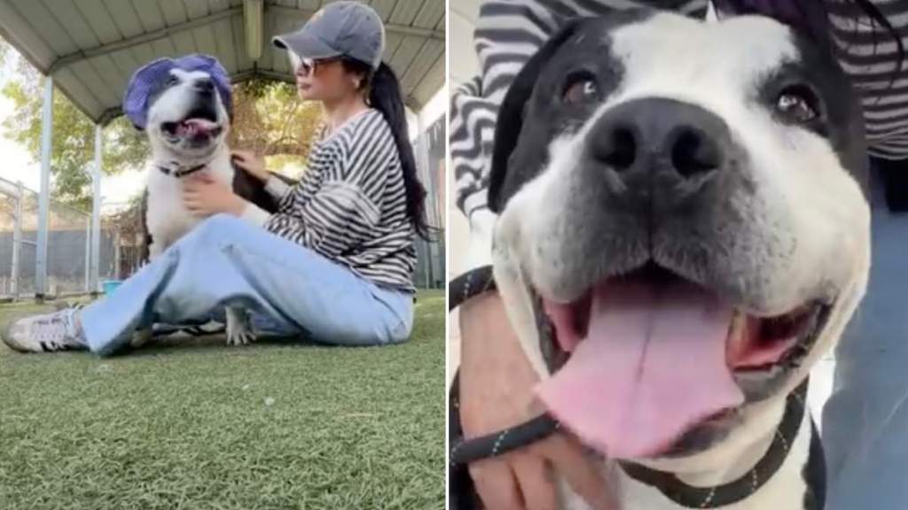 Surrendered Shelter Dog Briefly Finds Happiness, Unaware That His Clock Is Ticking