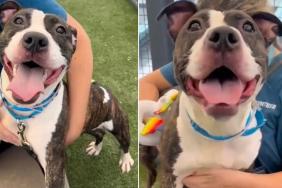 Shelter Dog Still Greets Every Visitor Like She Did on Day One, Hopes To Trade Crate for a Couch