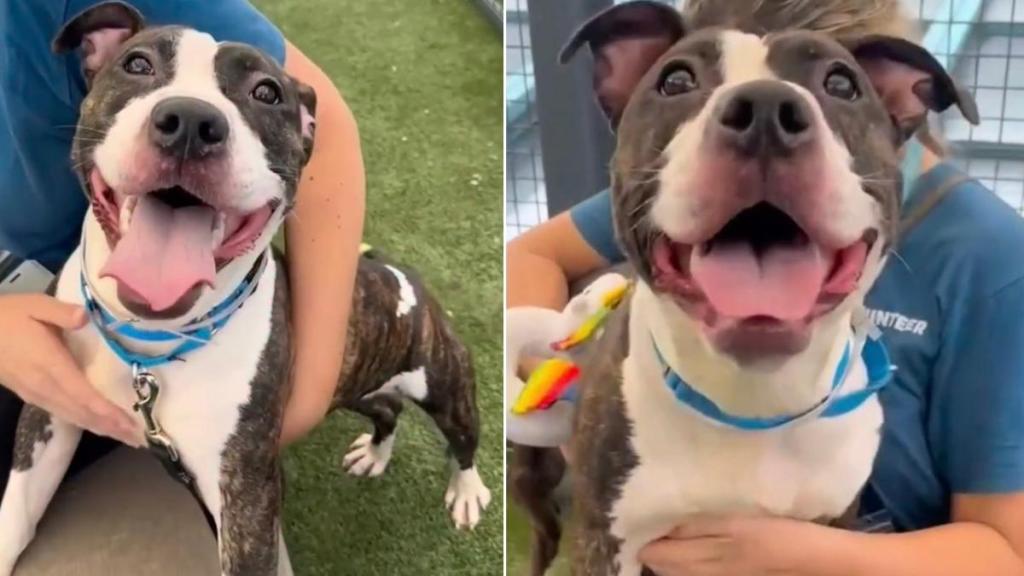 Shelter Dog Still Greets Every Visitor Like She Did on Day One, Hopes To Trade Crate for a Couch
