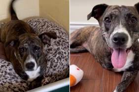 Tripod Shelter Dog Doesn’t Let Her ‘Little Defect’ & Uncertain Future Bring Her Spirit Down