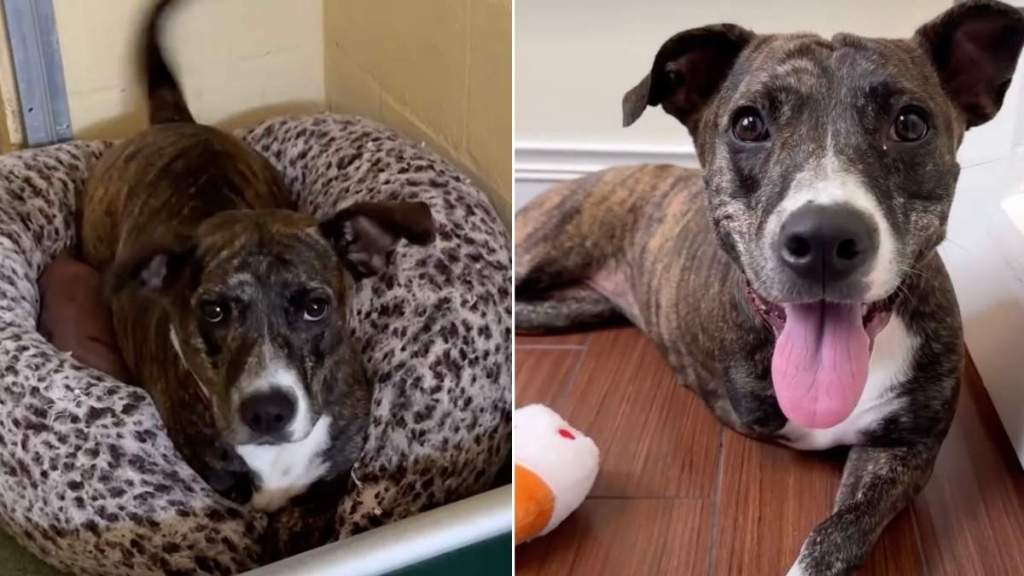 Tripod Shelter Dog Doesn’t Let Her ‘Little Defect’ & Uncertain Future Bring Her Spirit Down