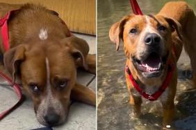 Dog Is Surrendered to Be Put Down — Then His Foster Family Sees Who He Really Is