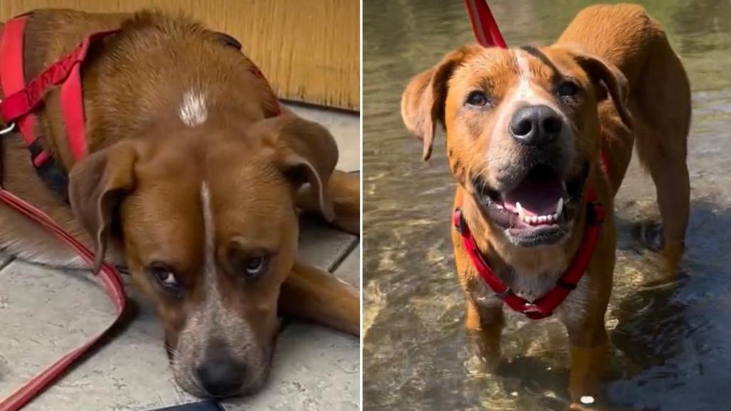 Dog Is Surrendered to Be Put Down — Then His Foster Family Sees Who He Really Is