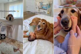 Golden Retrievers Become the Fiercest Protectors of Newborn Baby Sibling