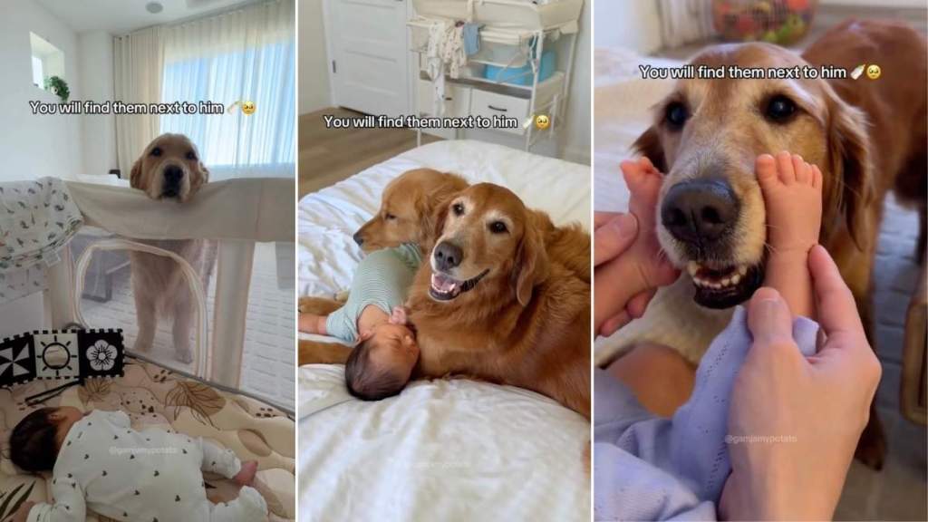 Golden Retrievers Become the Fiercest Protectors of Newborn Baby Sibling