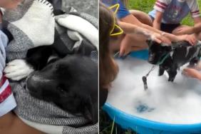 Kids Rescue a Tick-Covered Stray Puppy, Then Shower Him With the Love He'd Never Known