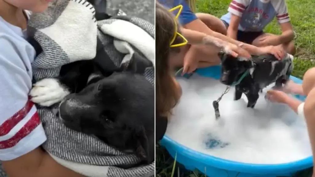 Kids Rescue a Tick-Covered Stray Puppy, Then Shower Him With the Love He'd Never Known